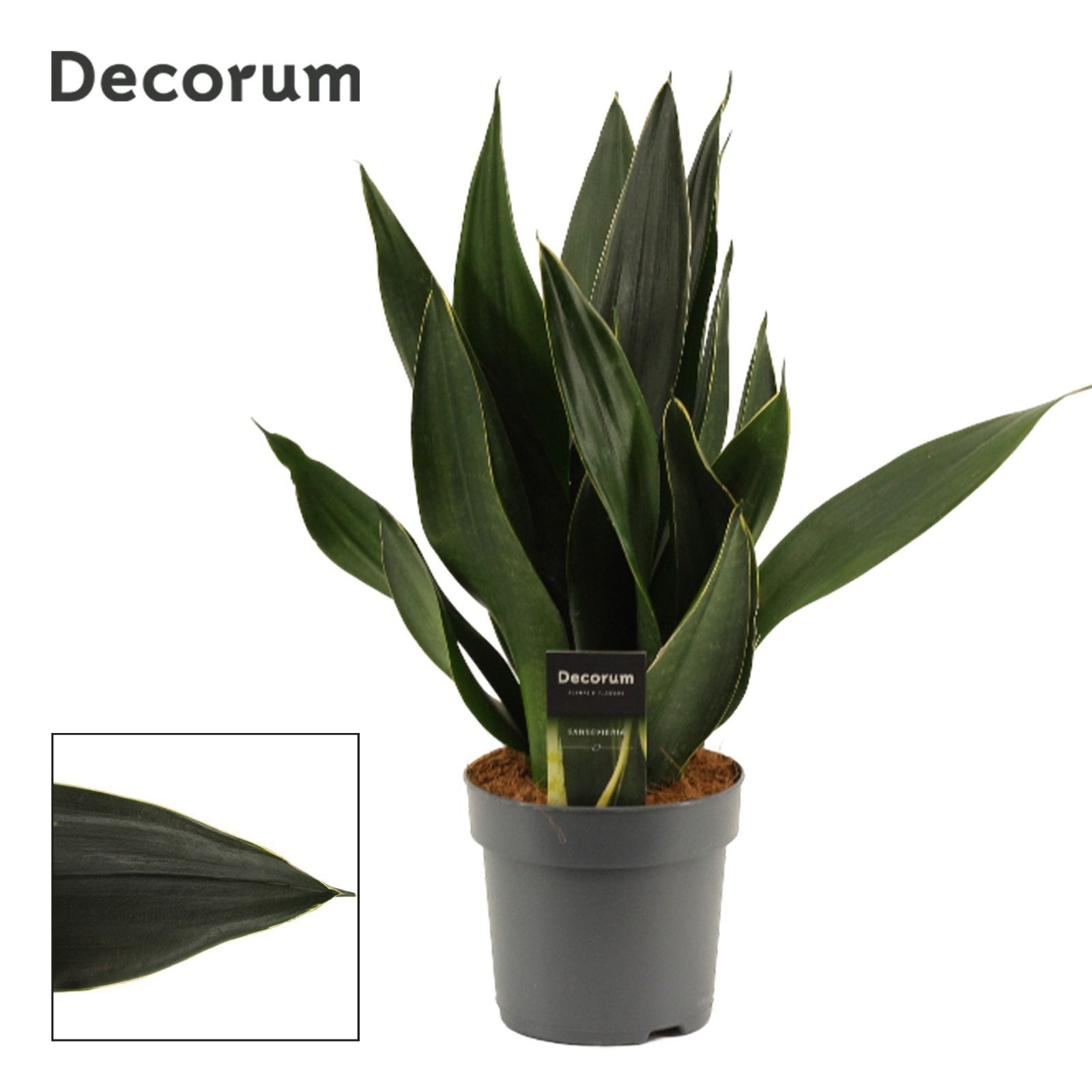 Горшечные цветы и растения оптом Sansevieria Black Diamond (decorum) от 7шт из Голландии с доставкой по России