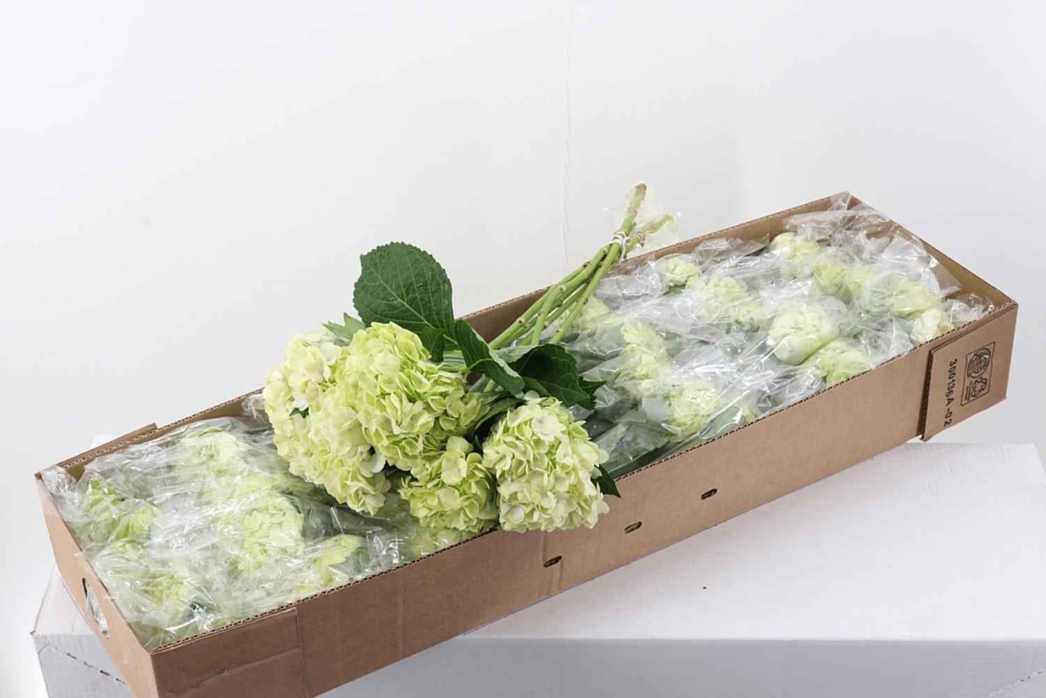 Срезанные цветы оптом Hydrangea box limegreen от 30шт. из Голландии с доставкой по России