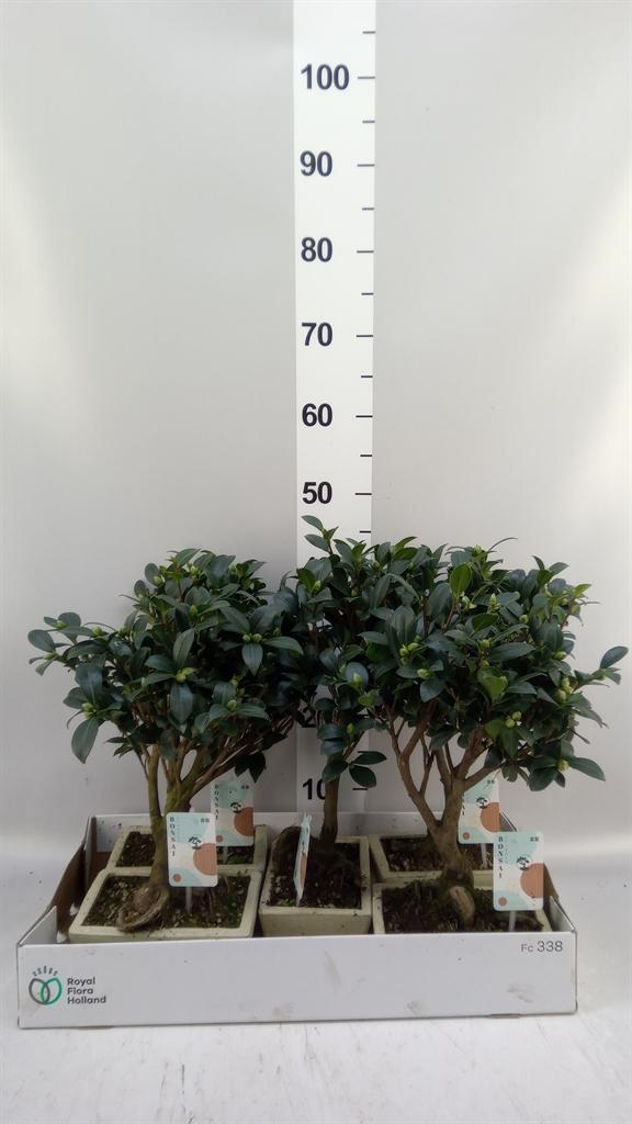 Горшечные цветы и растения оптом Camellia Sasanqua от 5шт из Голландии с доставкой по России