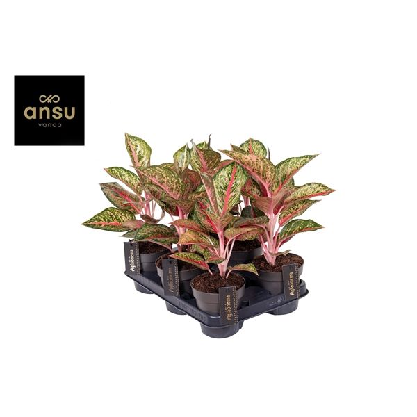 Горшечные цветы и растения оптом Aglaonema Paradise Red от 6шт из Голландии с доставкой по России