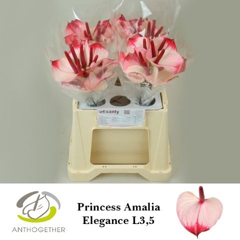 Срезанные цветы оптом Anthurium love pr amalia elegance от 40шт из Голландии с доставкой по России