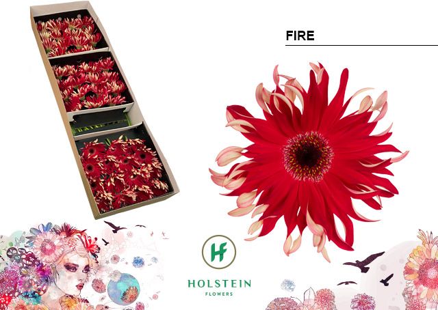 Срезанные цветы оптом Gerbera gerpasta fire от 45шт из Голландии с доставкой по России