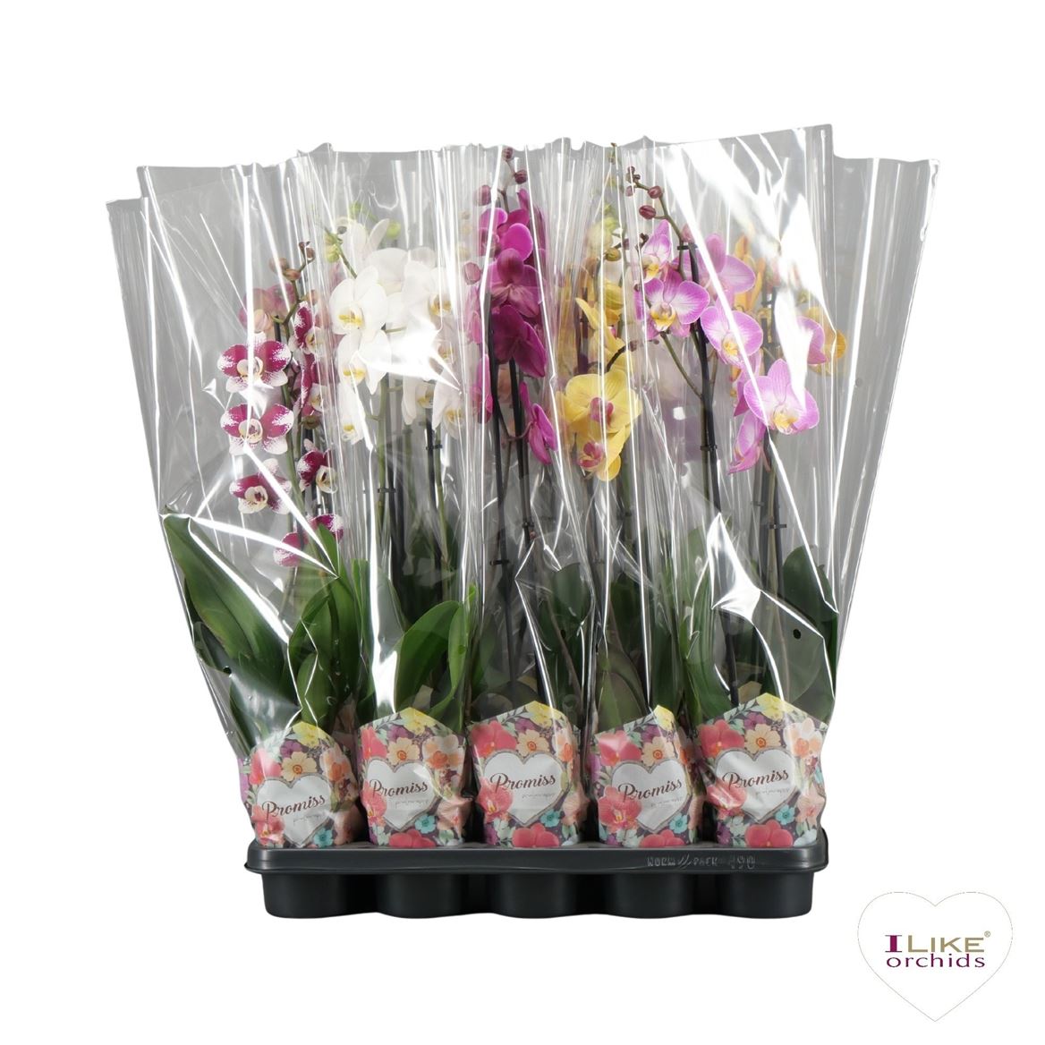 Горшечные цветы и растения оптом Phal 2st Promiss Mix 12+ (levo) от 10шт из Голландии с доставкой по России