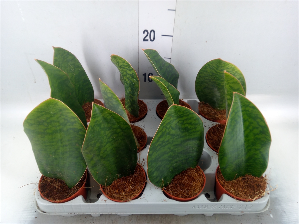 Горшечные цветы и растения оптом Sansevieria Grandis от 12шт (для телеги) из Голландии с доставкой по России