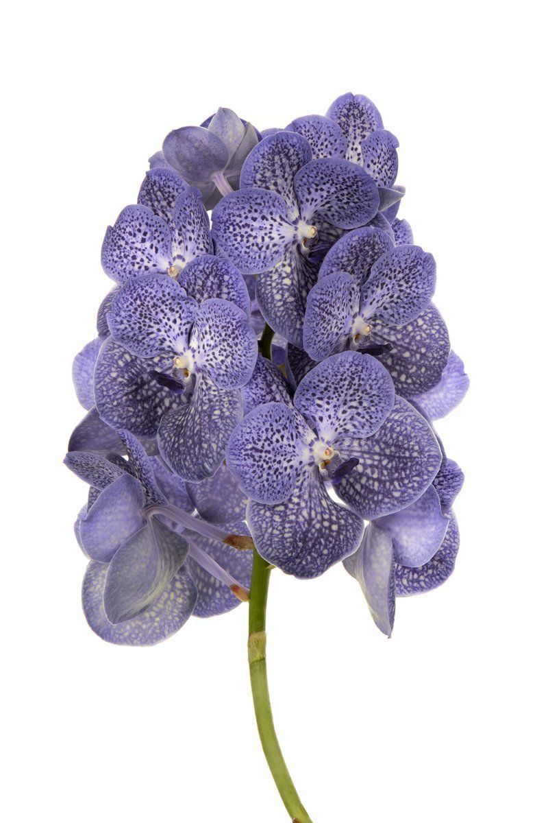 Срезанные цветы оптом Vanda violet blue spot от 16шт из Голландии с доставкой по России