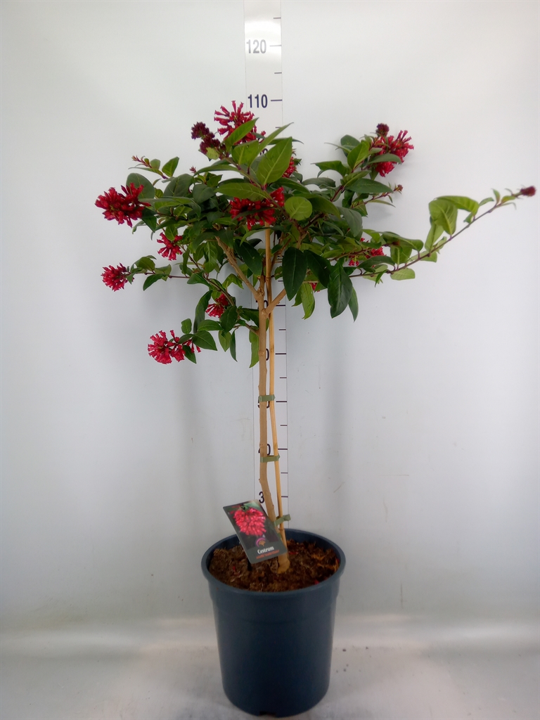 Горшечные цветы и растения оптом Cestrum   ...stam от 1шт из Голландии с доставкой по России