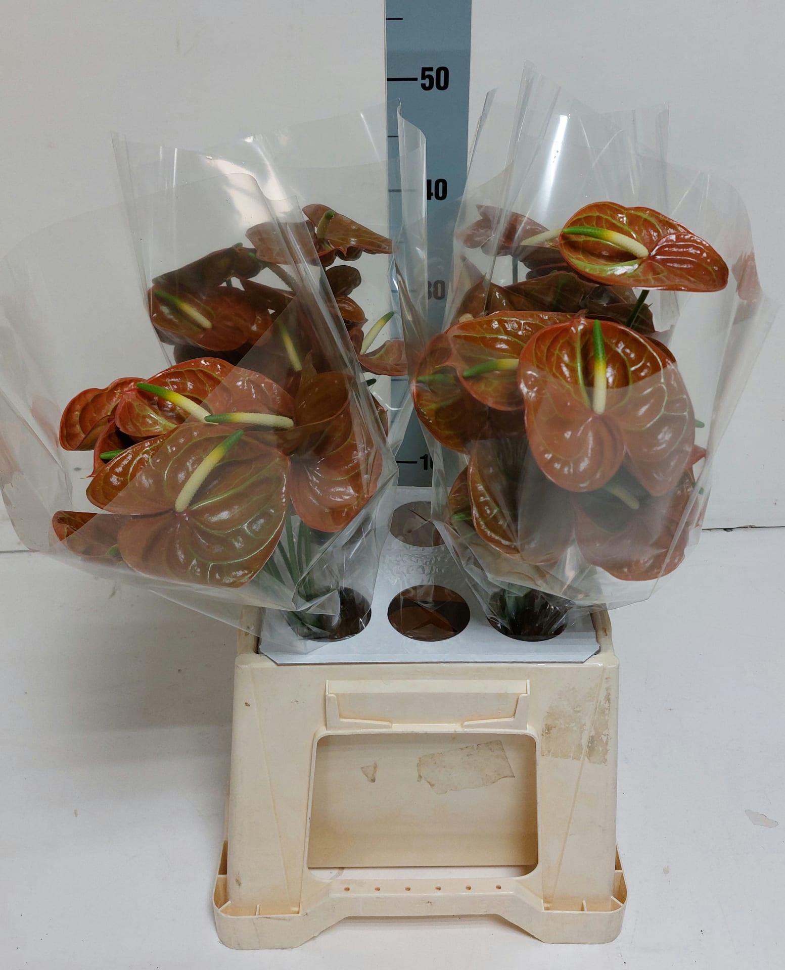 Срезанные цветы оптом Anthurium corniche от 30шт из Голландии с доставкой по России