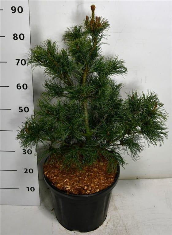 Горшечные цветы и растения оптом Pinus Parv Bonsai от 1шт из Голландии с доставкой по России