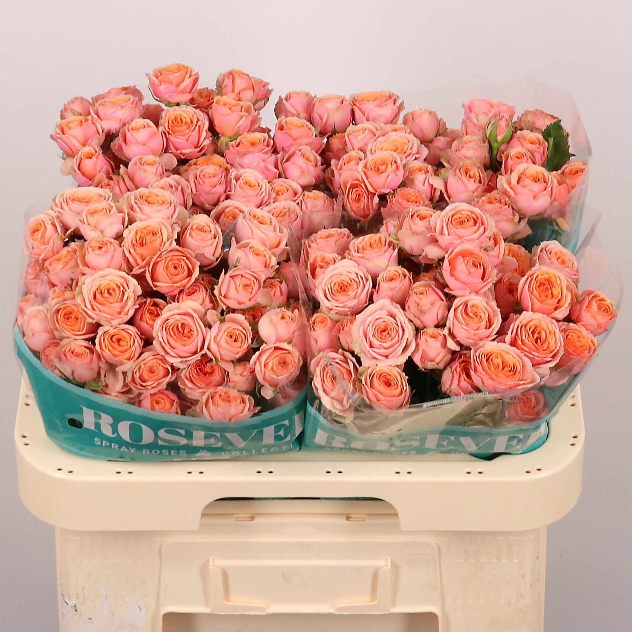 Срезанные цветы оптом Rosa spray memory от 60шт из Голландии с доставкой по России