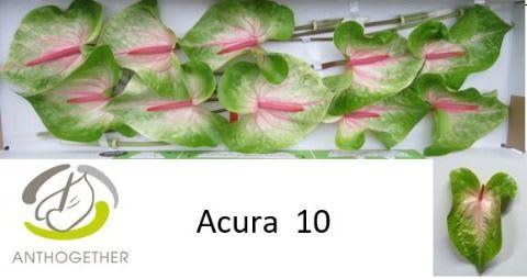 Срезанные цветы оптом Anthurium acura от 10шт из Голландии с доставкой по России
