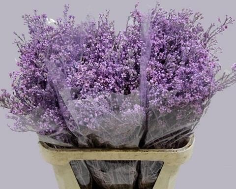 Срезанные цветы оптом Chamelaucium paint milka от 50шт из Голландии с доставкой по России