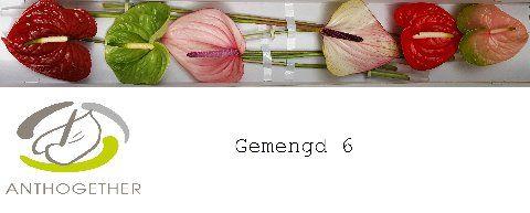 Срезанные цветы оптом Anthurium mix in box от 40шт. из Голландии с доставкой по России