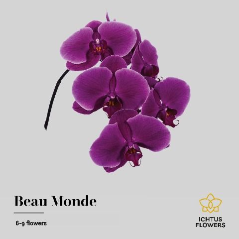 Срезанные цветы оптом Phalaenopsis beau monde (per stem) от 8шт из Голландии с доставкой по России