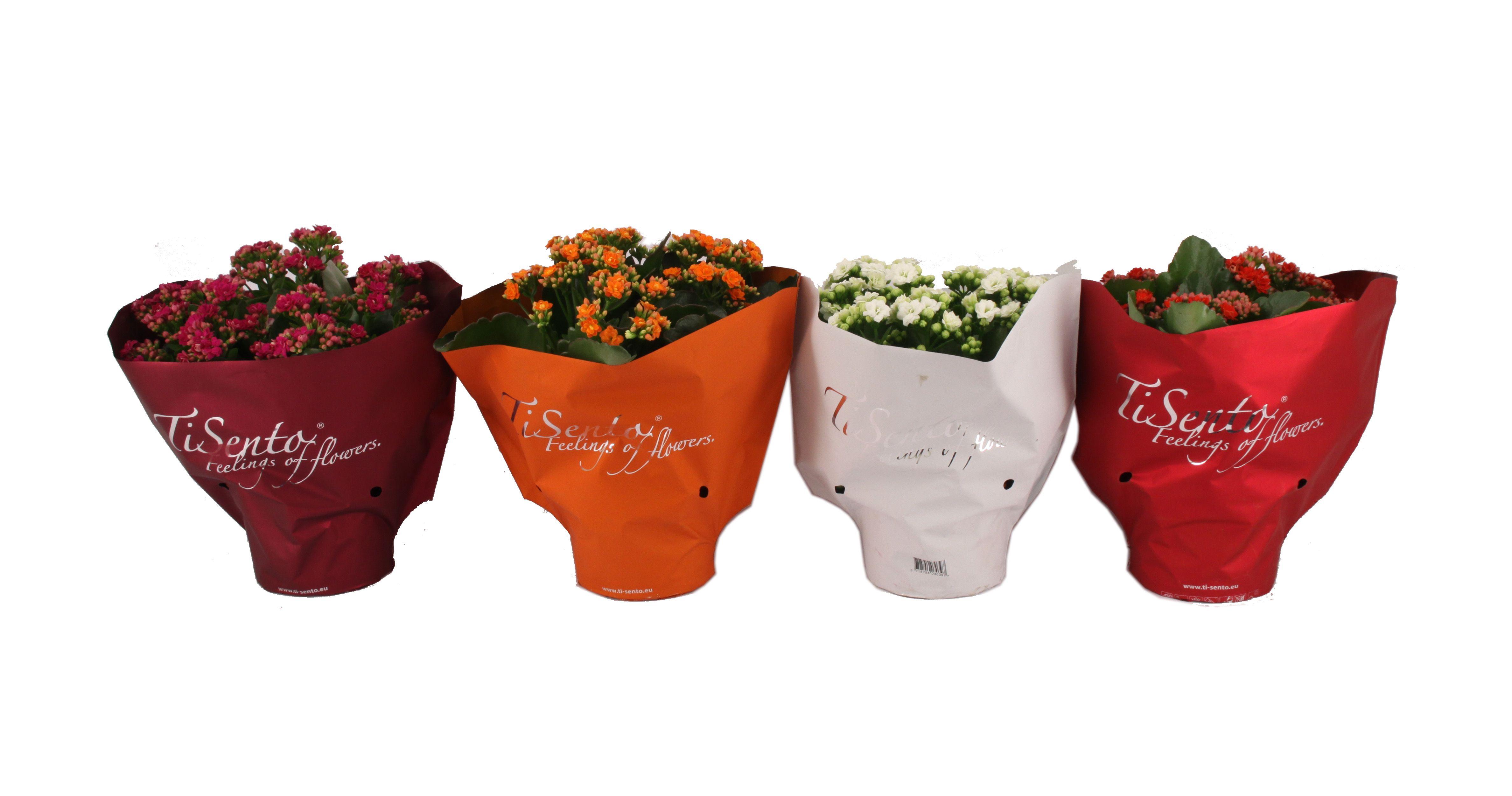 Горшечные цветы и растения оптом Kal Ge Gem от 6шт из Голландии с доставкой по России