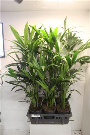 Горшечные цветы и растения оптом Howea Forsteriana 4pp от 6шт из Голландии с доставкой по России