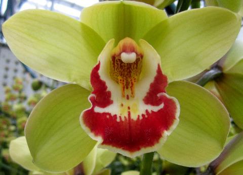 Срезанные цветы оптом Cymbidium green fiona от 8шт из Голландии с доставкой по России