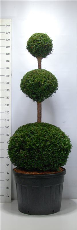 Горшечные цветы и растения оптом Taxus Baccata Pon Pon от 1шт из Голландии с доставкой по России