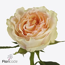 Срезанные цветы оптом Rosa large brinessa от 50шт из Голландии с доставкой по России