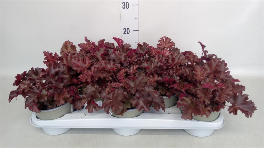 Горшечные цветы и растения оптом Heuchera ... от 10шт из Голландии с доставкой по России Горшечные цветы и растения оптом Heuchera ... от 10шт из Голландии с доставкой по России