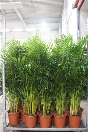 Горшечные цветы и растения оптом Dypsis Lutescens 30pp от 1шт из Голландии с доставкой по России