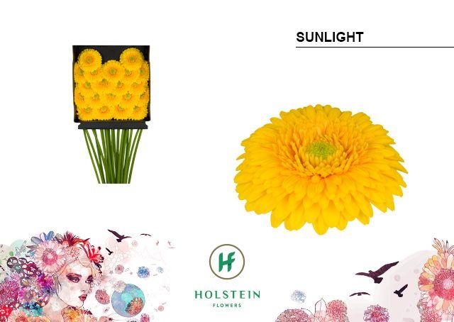 Срезанные цветы оптом Germini diamond gerponi sunlight от 20шт из Голландии с доставкой по России