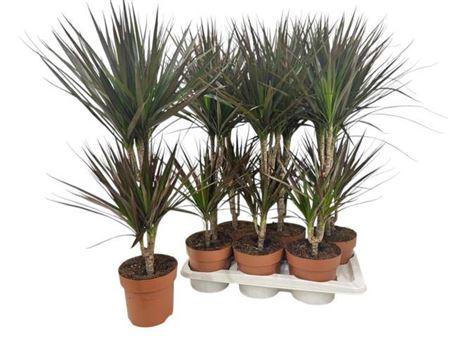 Горшечные цветы и растения оптом Drac Magenta 30-15 от 6шт из Голландии с доставкой по России