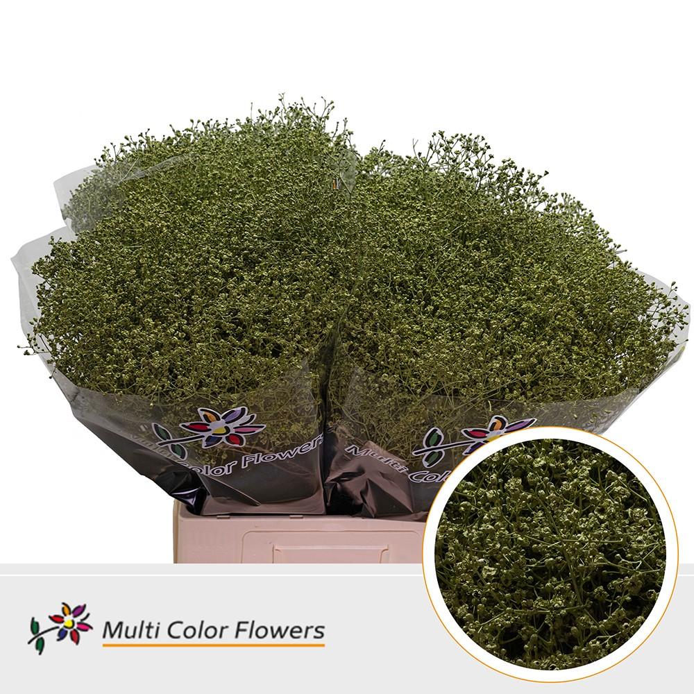 Срезанные цветы оптом Gyps fine paint olive green от 100шт из Голландии с доставкой по России