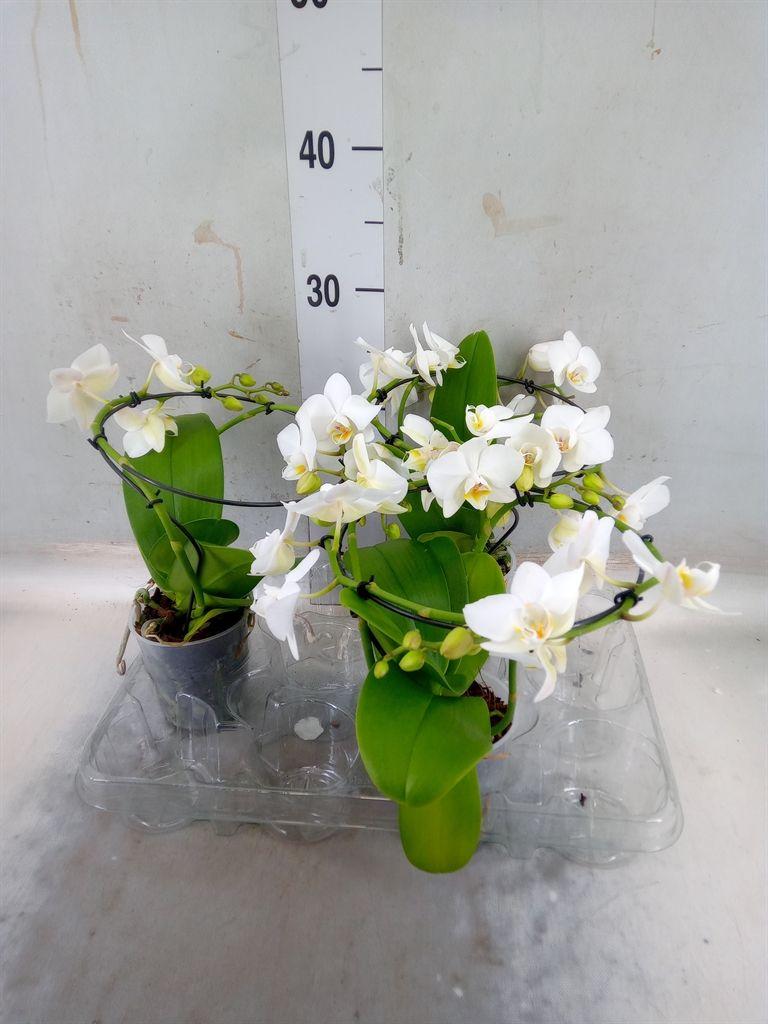 Горшечные цветы и растения оптом Phalaenopsis Multi.   ...white от 3шт (для телеги) из Голландии с доставкой по России