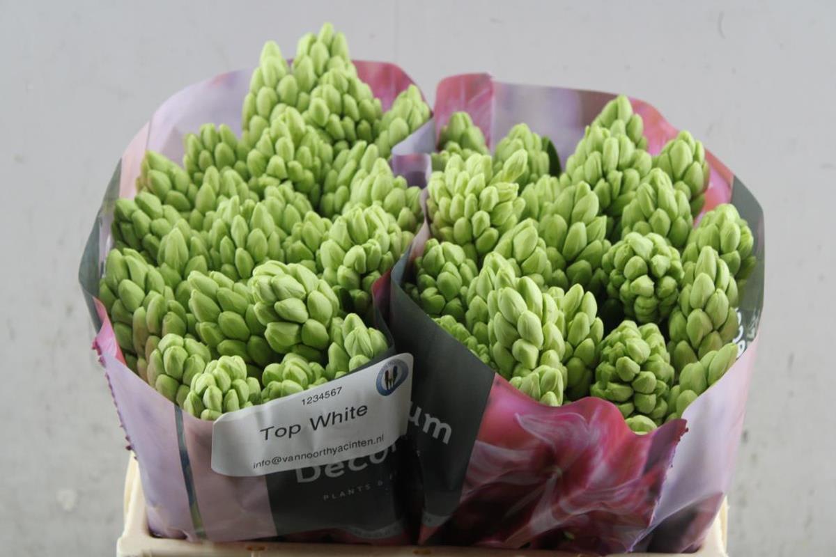 Срезанные цветы оптом Hyacinthus top white от 50шт из Голландии с доставкой по России