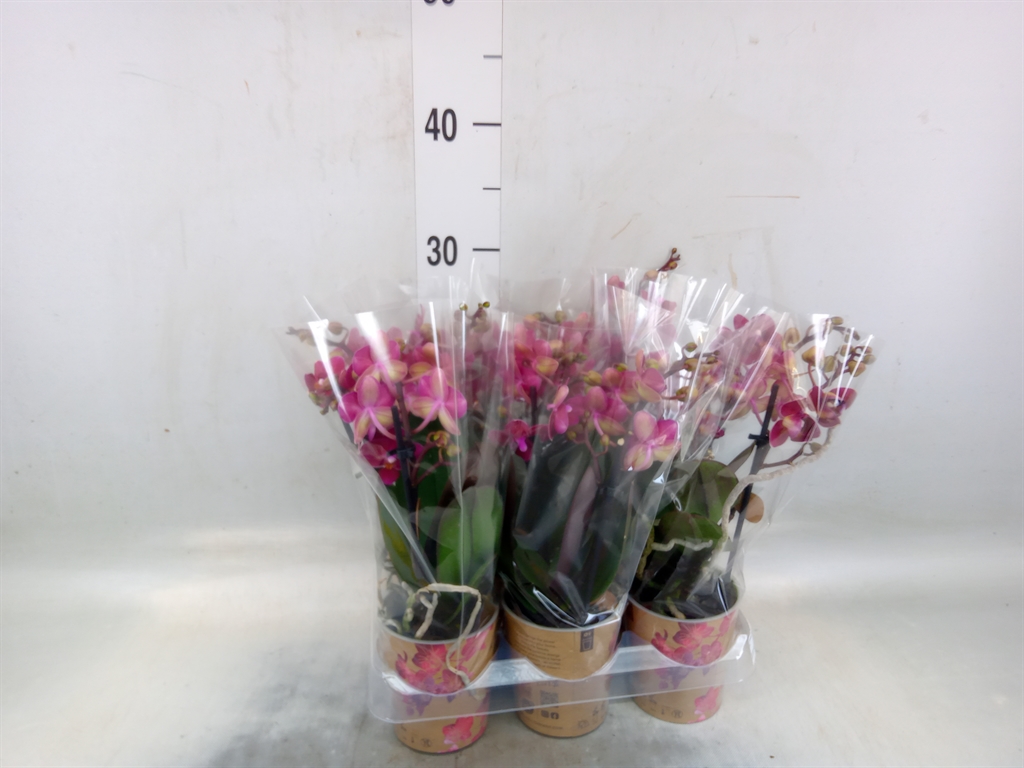 Горшечные цветы и растения оптом Phalaenopsis Multi.   ...red от 6шт (для телеги) из Голландии с доставкой по России