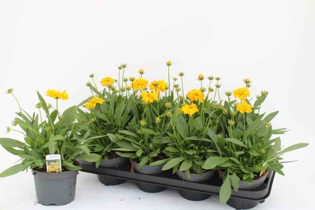 Горшечные цветы и растения оптом Core Gr Presto от 8шт из Голландии с доставкой по России