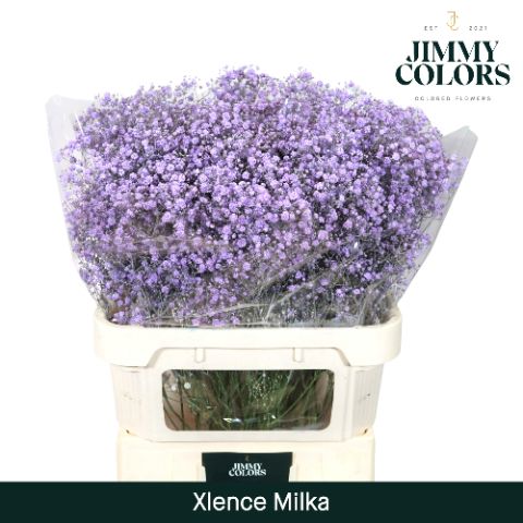 Срезанные цветы оптом Gyps large paint milka от 50шт из Голландии с доставкой по России