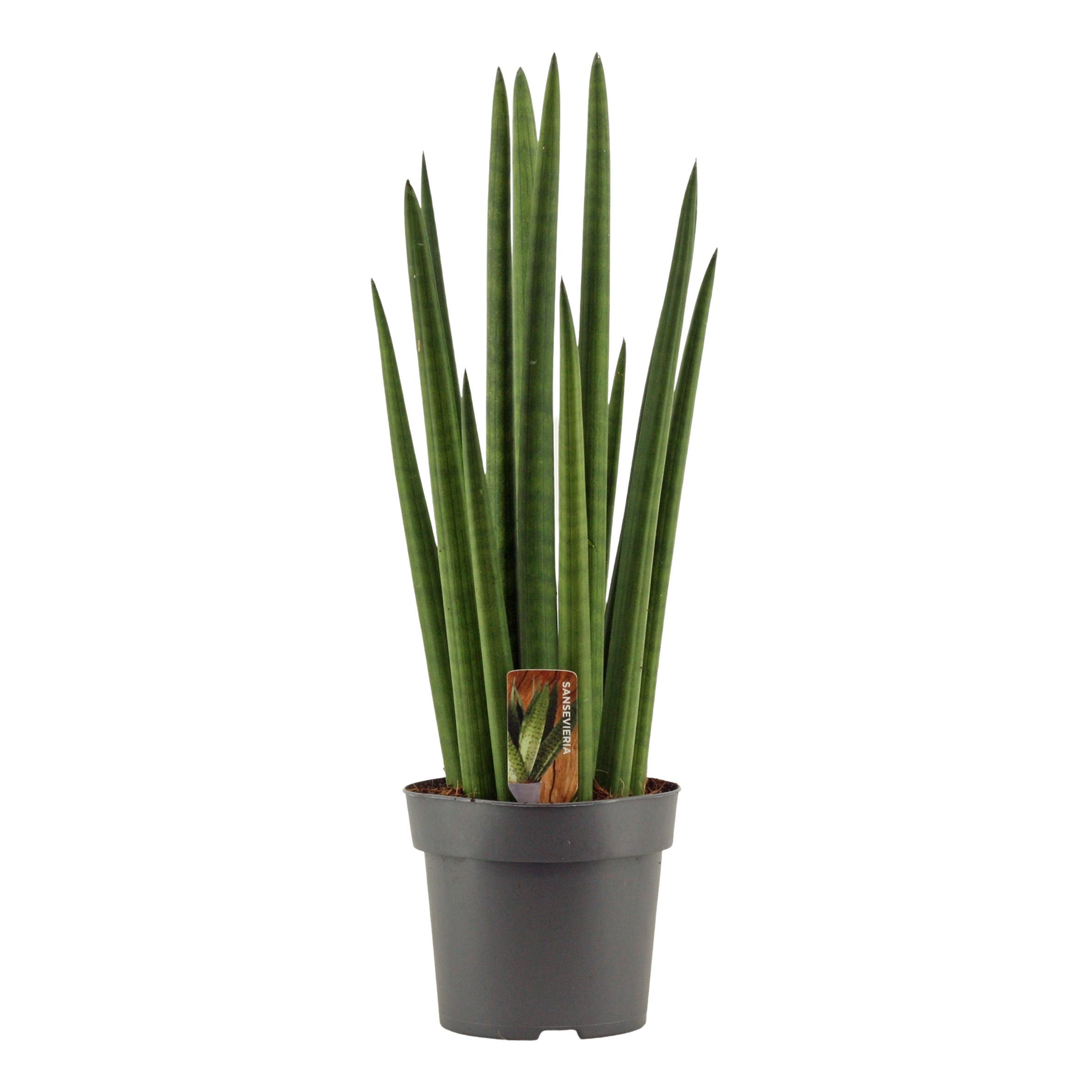 Горшечные цветы и растения оптом Sansevieria Cylindrica  Rocket от 7шт из Голландии с доставкой по России