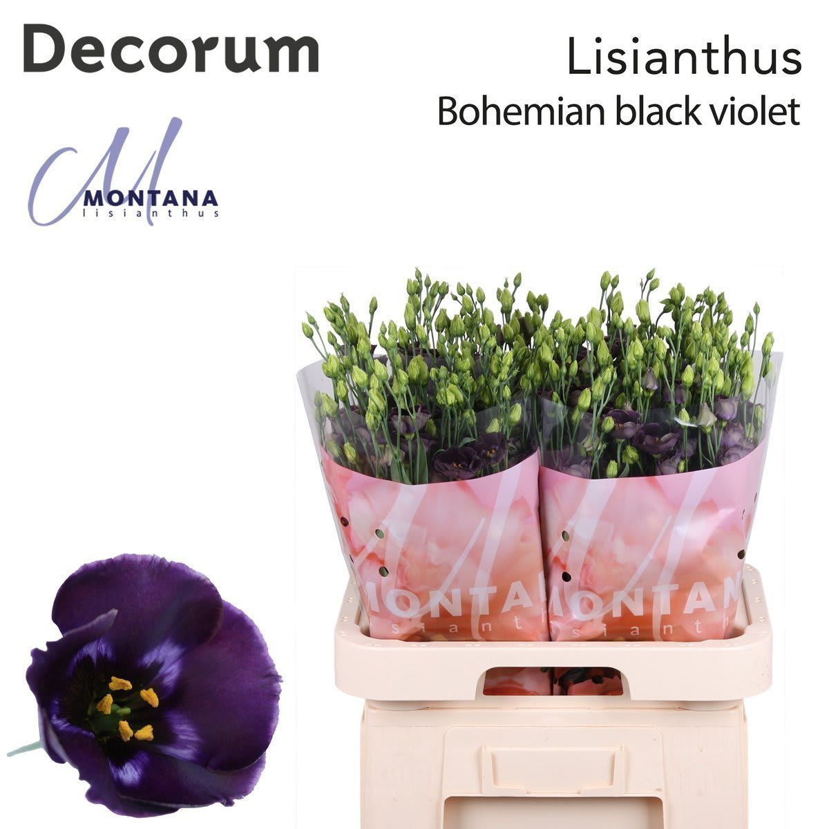 Срезанные цветы оптом Lisianthus si bohemian black violet от 40шт из Голландии с доставкой по России