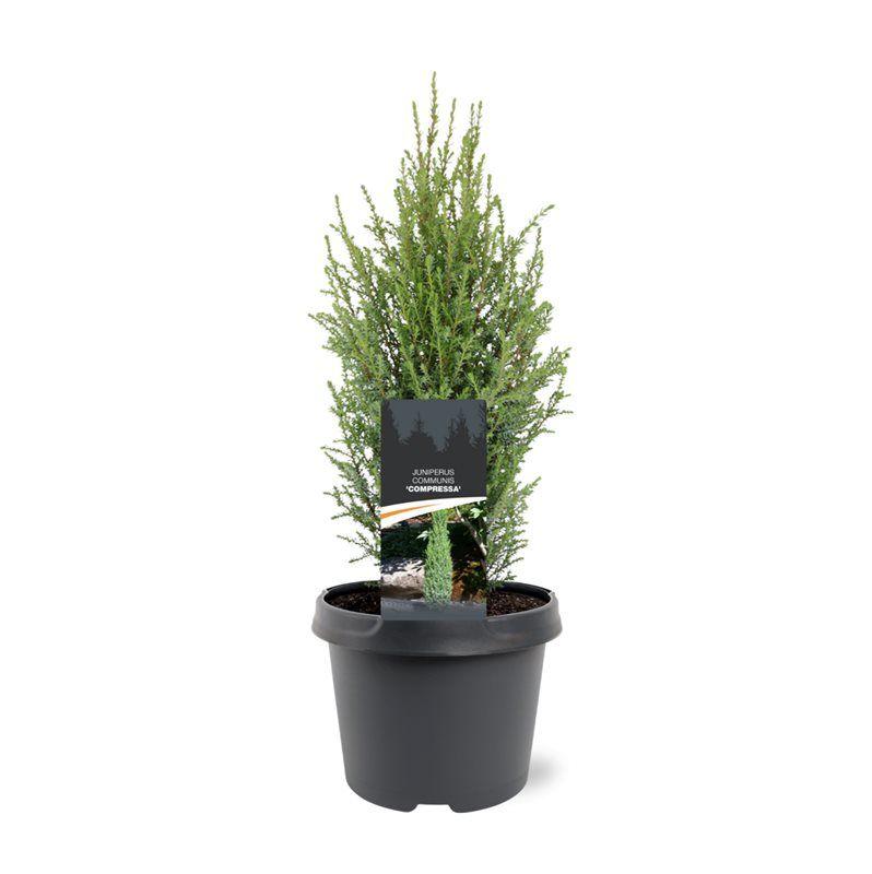 Горшечные цветы и растения оптом Juniperus Comm Compressa от 1шт из Голландии с доставкой по России