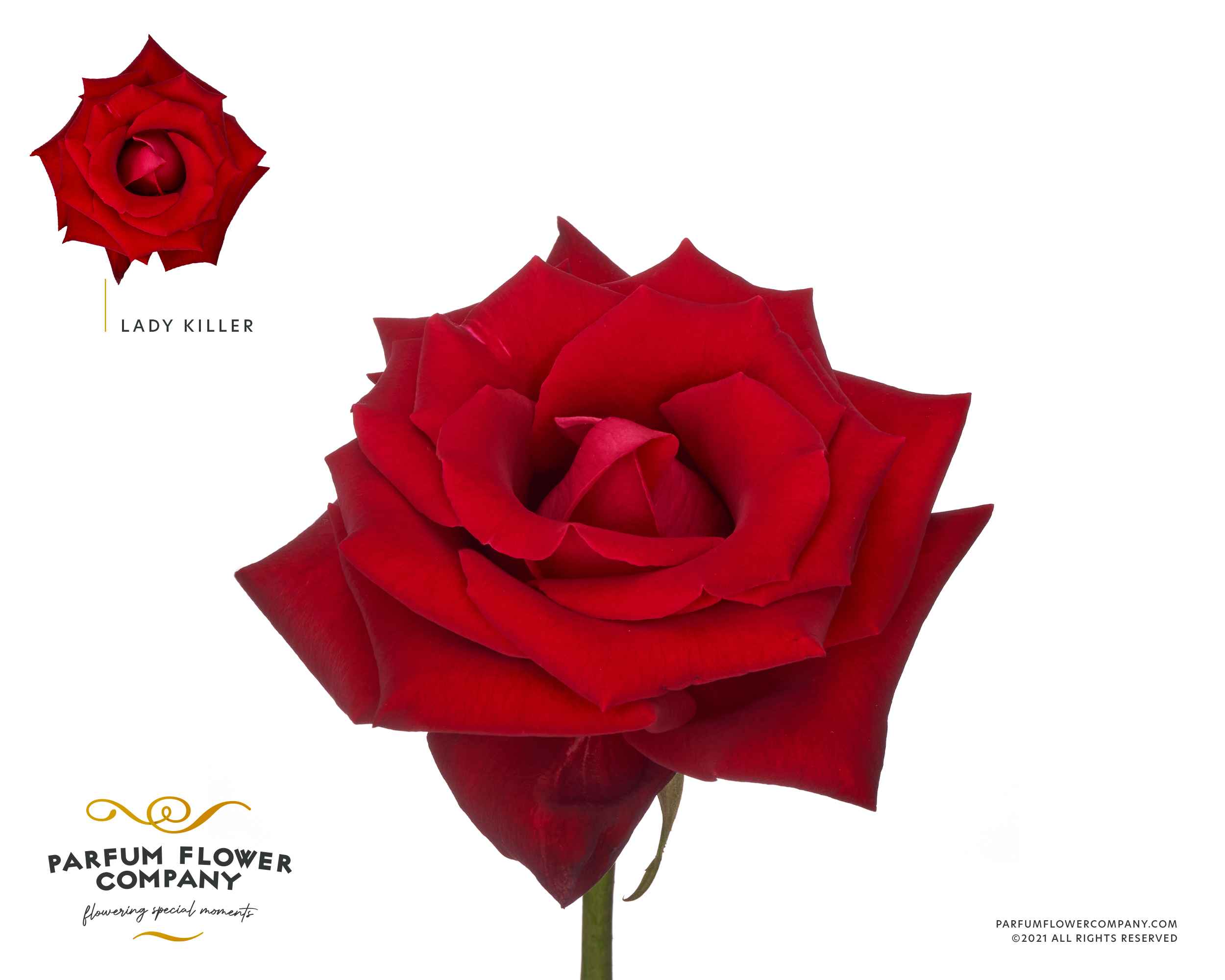 Срезанные цветы оптом Rosa la garden lady killer (scented) от 24шт из Голландии с доставкой по России