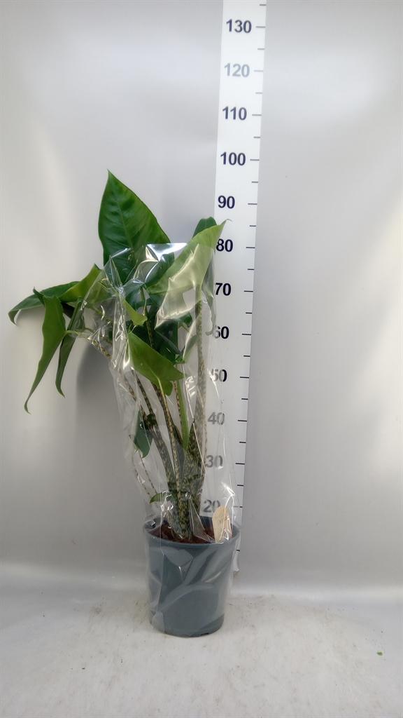 Горшечные цветы и растения оптом Alocasia Zebrina A от 1шт (для телеги) из Голландии с доставкой по России
