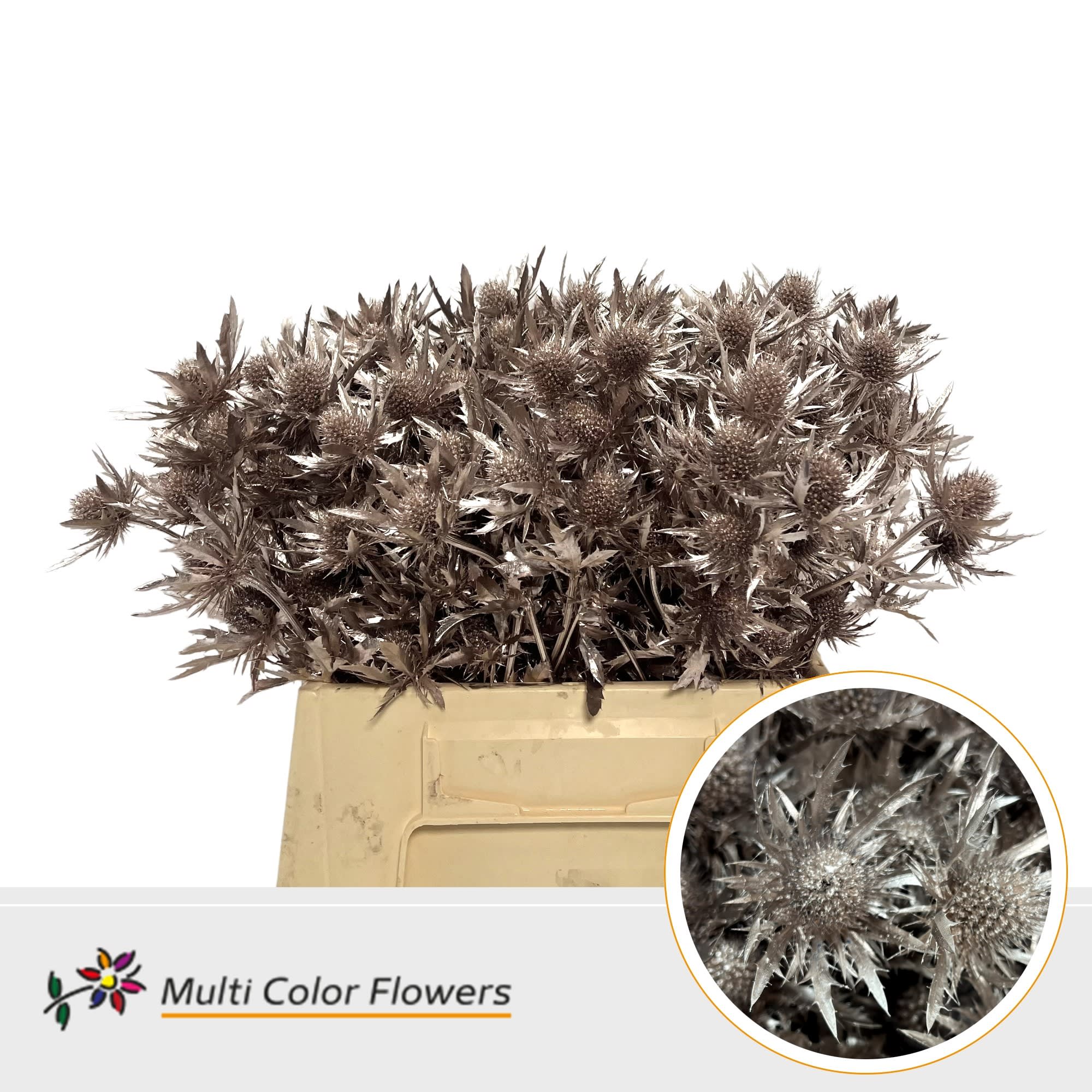 Срезанные цветы оптом Eryngium paint champagne от 60шт из Голландии с доставкой по России