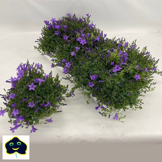 Горшечные цветы и растения оптом Camp Ov от 8шт (для телеги) из Голландии с доставкой по России