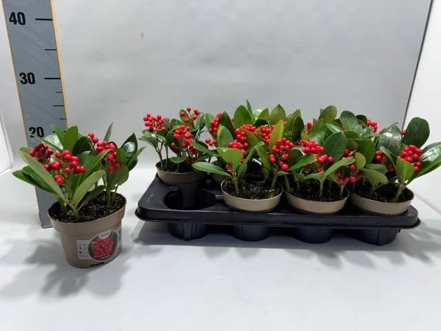 Горшечные цветы и растения оптом Skimmia Jap. Veitchii от 8шт из Голландии с доставкой по России