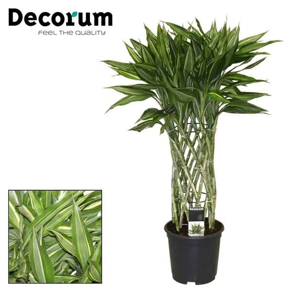 Горшечные цветы и растения оптом Drac Sanderiana Victory (decorum) от 5шт из Голландии с доставкой по России