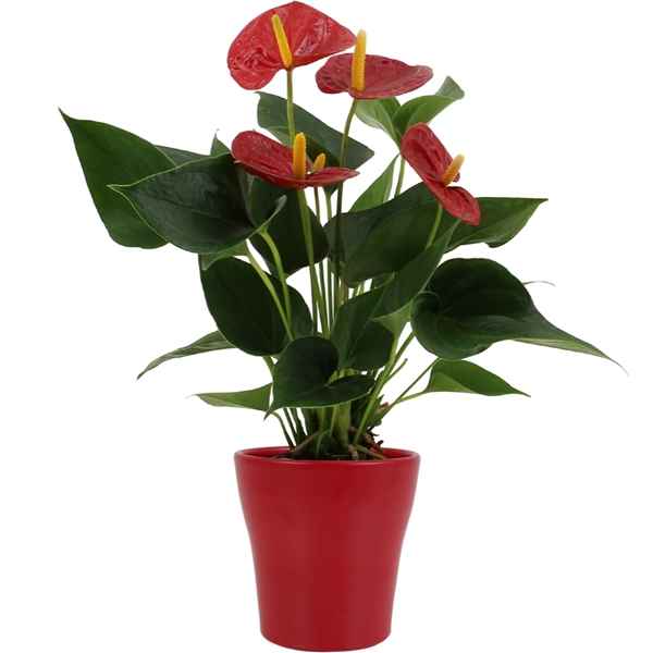 Горшечные цветы и растения оптом Anth An Success Red In Alicante Ceramics - All S от 6шт из Голландии с доставкой по России