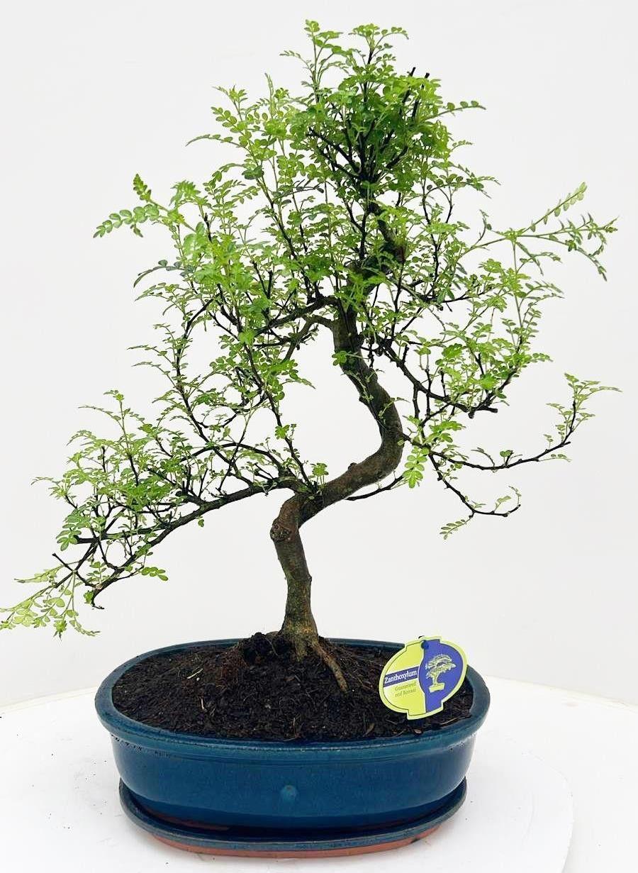 Горшечные цветы и растения оптом Bonsai With Driptray от 2шт из Голландии с доставкой по России