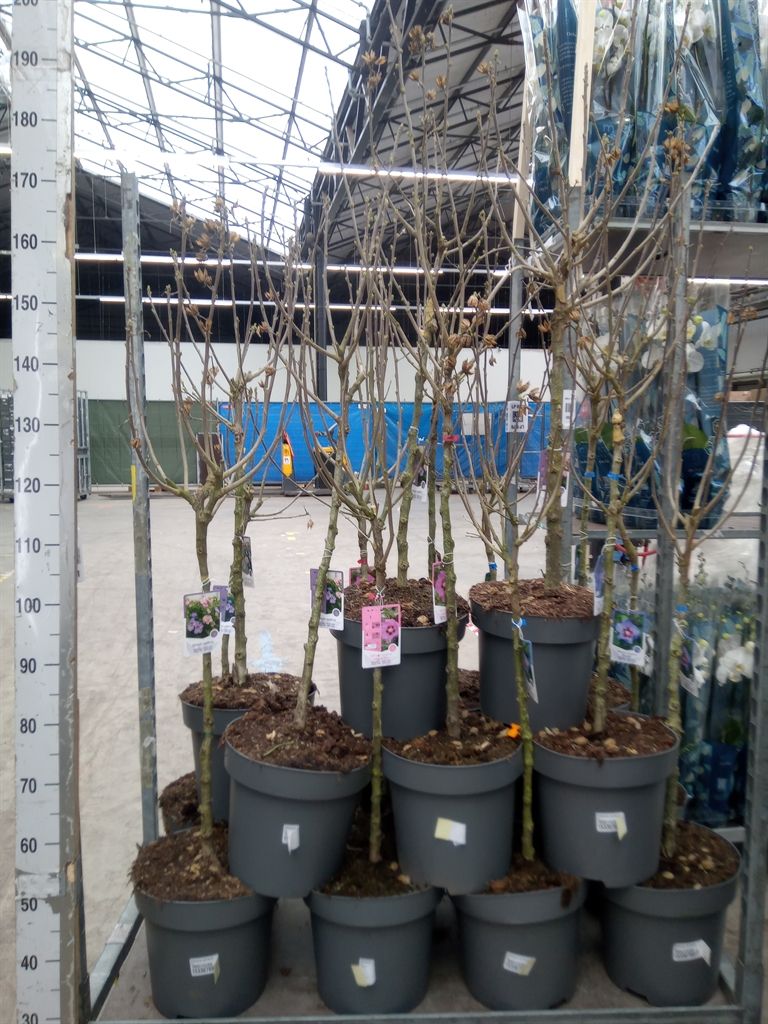 Горшечные цветы и растения оптом Hibiscus Syriacus от 1шт из Голландии с доставкой по России