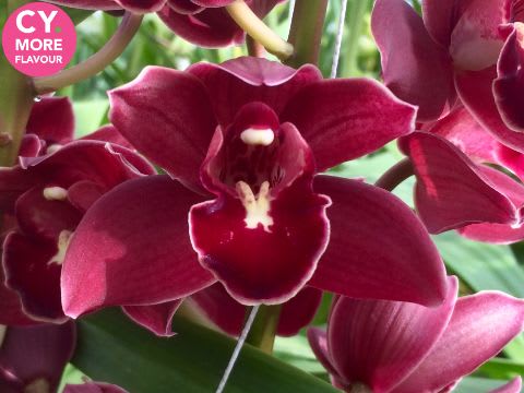 Срезанные цветы оптом Minicymbidium last dance от 6шт. из Голландии с доставкой по России