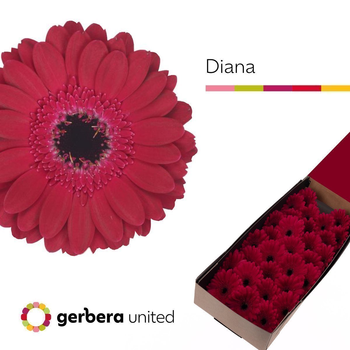 Срезанные цветы оптом Germini diana от 30шт из Голландии с доставкой по России
