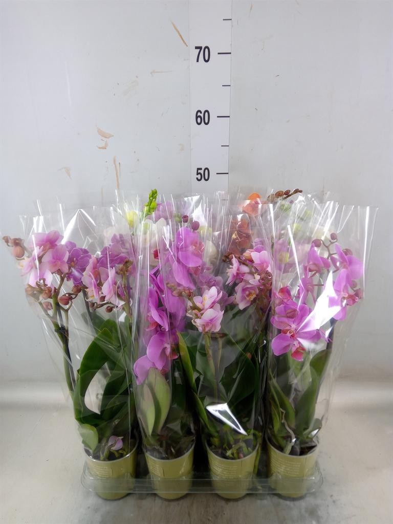 Горшечные цветы и растения оптом Phalaenopsis   ...mix от 12шт (для телеги) из Голландии с доставкой по России