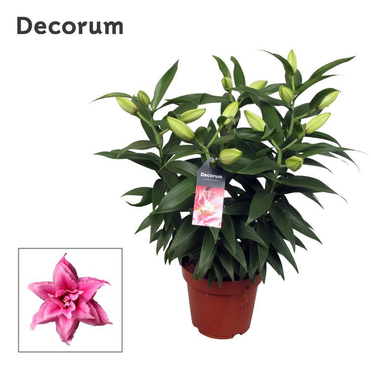 Горшечные цветы и растения оптом Lilium Or Roselily Esra 5pp от 5шт из Голландии с доставкой по России