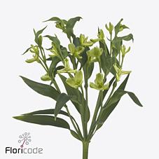 Срезанные цветы оптом Alstroemeria fl jade от 60шт из Голландии с доставкой по России