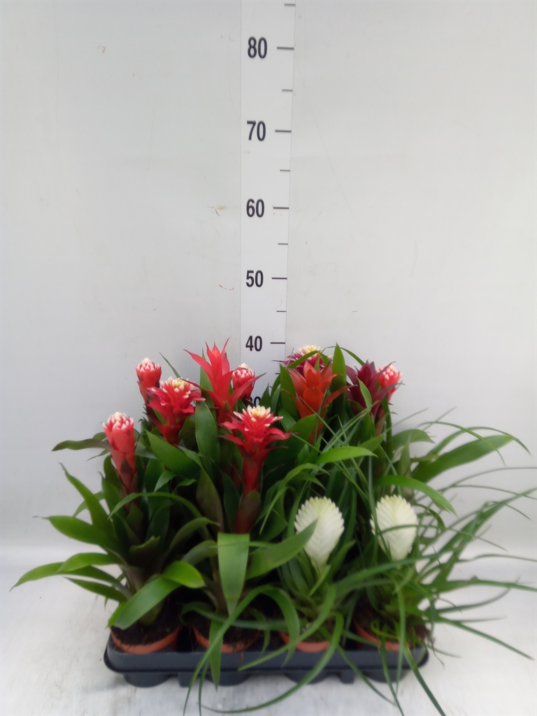 Горшечные цветы и растения оптом Bromelia   ...mix от 12шт (для телеги) из Голландии с доставкой по России